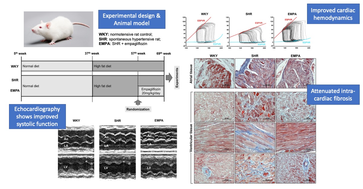 04李香君 Graphical abstract SGLT2i cardiac fibrosis