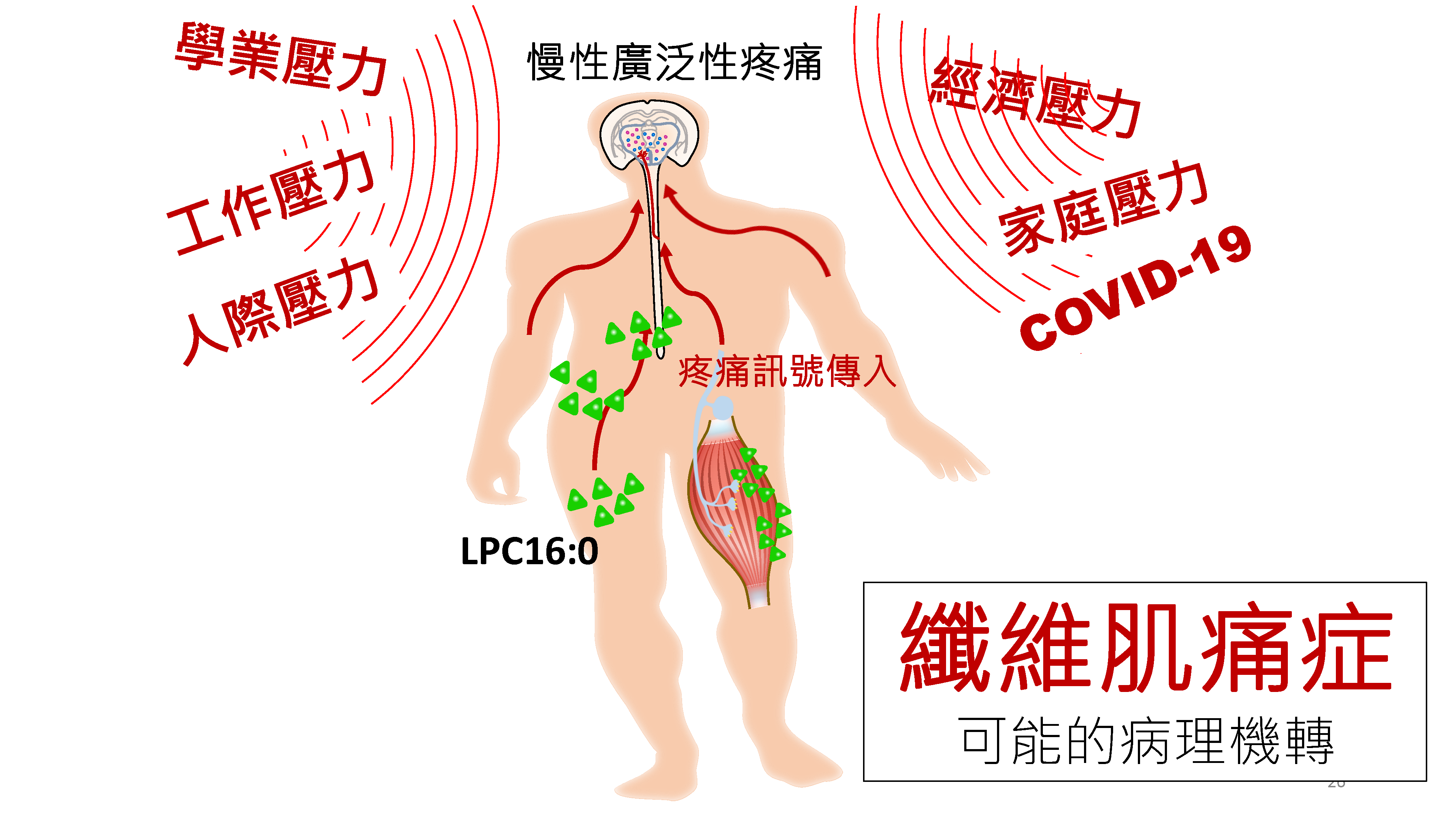 洪志憲 中