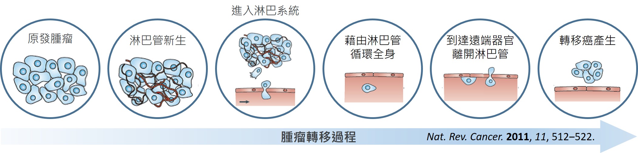 海葵抗淋巴 圖片01