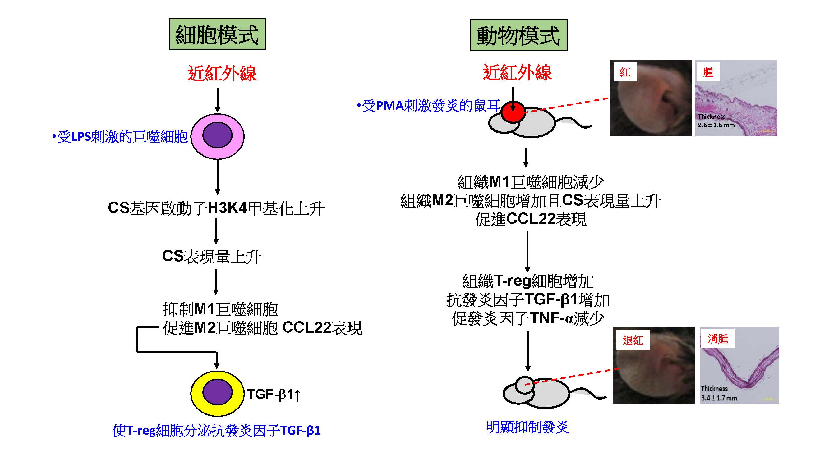 廖偉庭 圖形摘要 中文