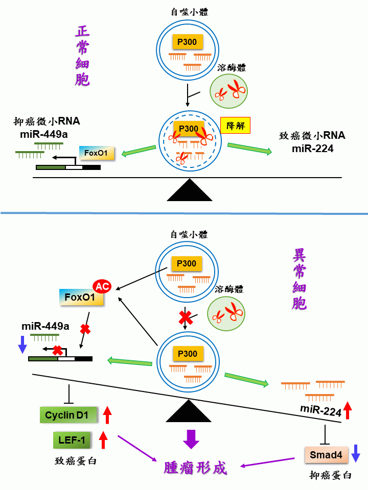 細胞自噬維持微小RNA 中文版 癌症中心