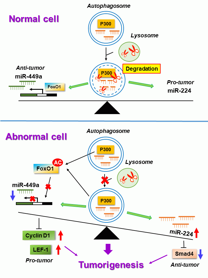 細胞自噬維持微小RNA 英文版 癌症中心